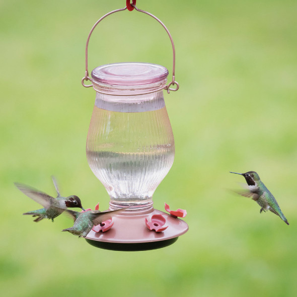 More Birds Jubilee 32 Oz. Glass Hummingbird Feeder