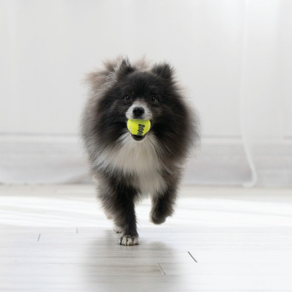 Air Kong Squeaky Extra Small Ball for Toy Breeds Only (3-Pack) KO-AST5 812598