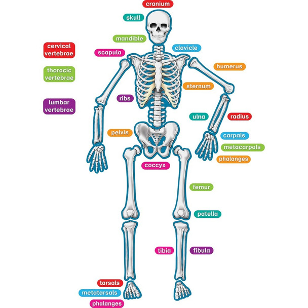 Teacher Created Resources  Human Skeleton Magnetic Accent 77241