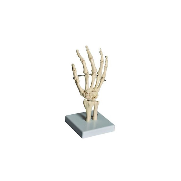 United Scientific Human Hand Model HUHN01
