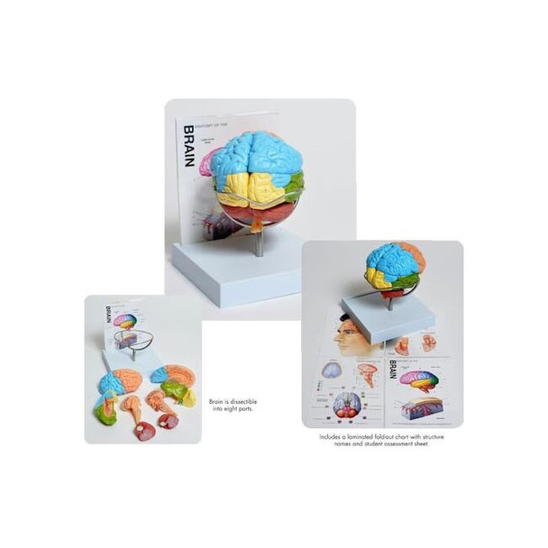 United Scientific Human Brain Model,8-Part MABR08