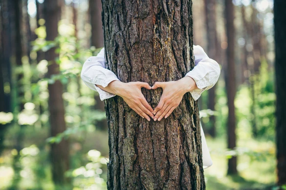Forest Stewardship Council: the art of sustainable crafting