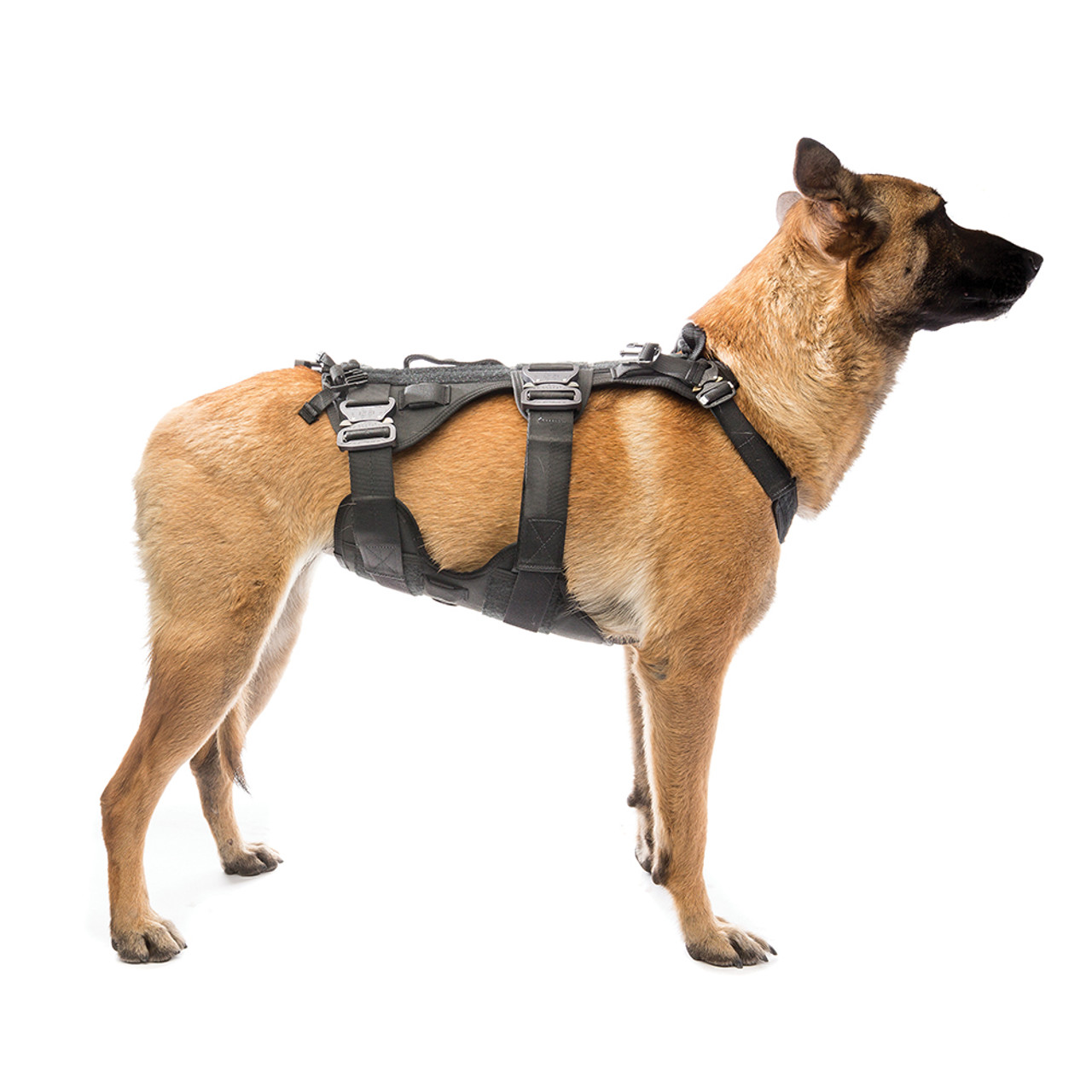 fully adjustable dog harness