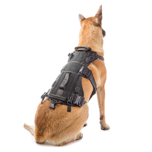 eagles dog harness