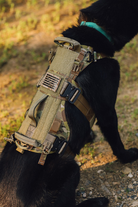 Eagles dog harness clearance