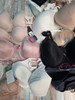 53pc Womens Bras LOTS OF LEONISA & MAIDENFORM #35806J ()