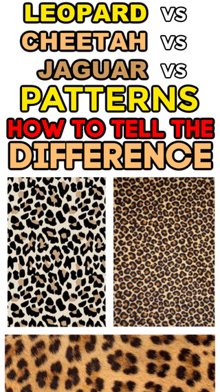 Online Sellers: How to Identify Leopard vs Cheetah vs Jaguar Print ...