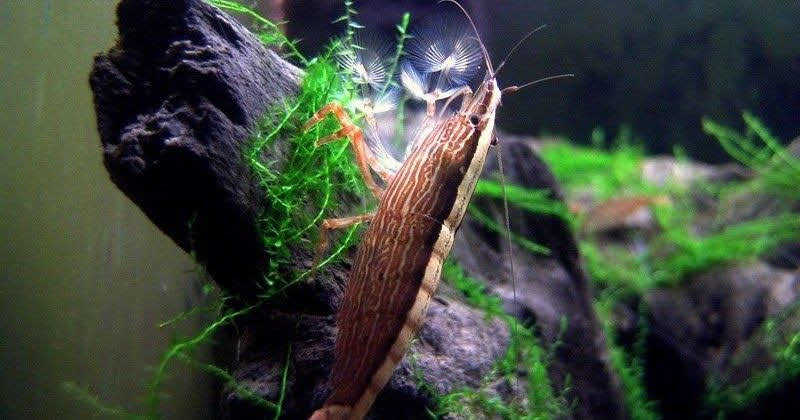 best-freshwater-shrimp-v3hio3.jpg