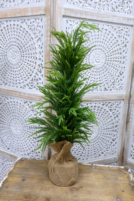 Norfolk York Pine Tree - 30"