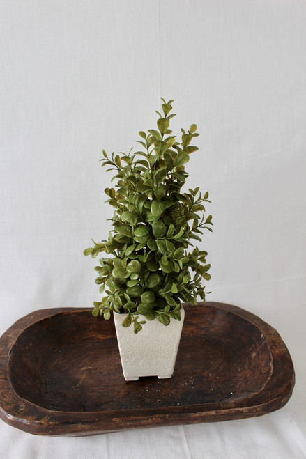 12" Highborn Boxwood In Pot