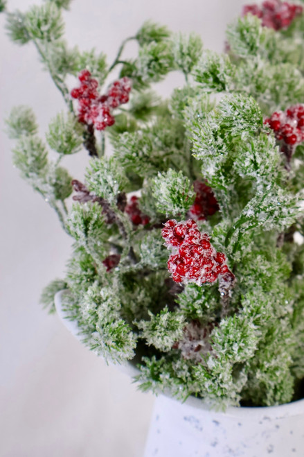 Japanese Pine Red And Berry Bush