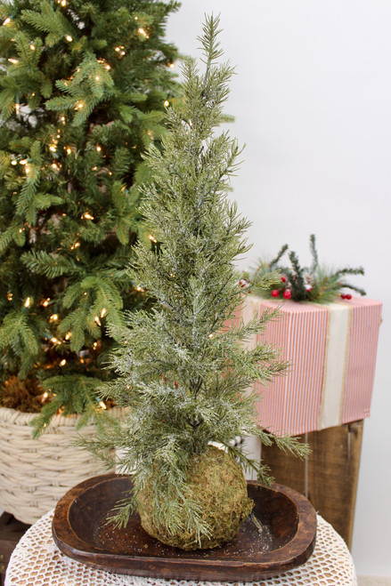Pine Tree With Moss Ball Base