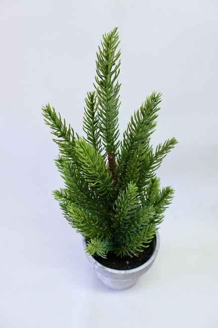 Tahoe Pine Tree In Gray Pot Tahoe Pine Tree In Gray Pot