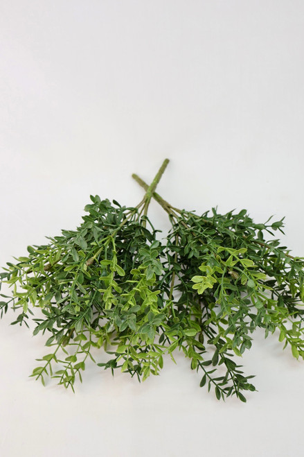 New England Boxwood Bush - Set Of 2