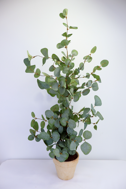 Simple Green Eucalyptus Tree