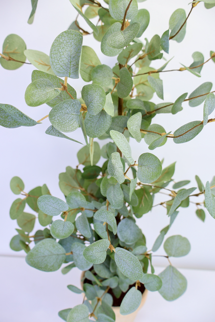 Simple Green Eucalyptus Tree