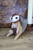Critter - Squirrel With Scarf