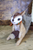 Critter - Squirrel With Scarf