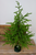 Soft Touch Spinning Musical Tree With LED Lights