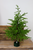 Soft Touch Spinning Musical Tree With LED Lights