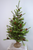 4' Caribou Ridge Tree