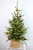 4' Caribou Ridge Tree