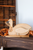 Rustic Wood "Welcome Friends" Goose On Base