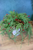 Wispy Cypress Pine Half Sphere - 22"