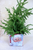 Small - Santa Bin