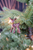 Fawns - Ornament Set