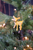 Fawns - Ornament Set