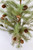 24" Greenup Pinetree With Cones