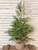 North Rim Hemlock Tree - 24"