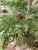 North Rim Hemlock Tree - 24"