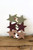 Set Of 6 Star Clothespins