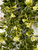 Boxwood Hanging Bush