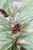 30" Loft Needle Pine Tree