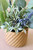 11" Speedwell Eucalyptus Pot