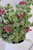 Japanese Pine Red And Berry Bush Japanese Pine Red And Berry Bush