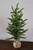 26" Pine Tree With Tied Burlap Base