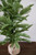 26" Pine Tree With Tied Burlap Base