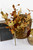 Pick - Maple And Walking Fern