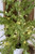 Small Christmas Tree With Lights