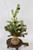 18" Greenup Pine Tree With Cones