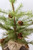 18" Greenup Pine Tree With Cones