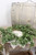 Heritage Boxwood Candle Ring - 6.5"