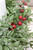 Lady Ruscus And Berries Candle Ring Lady Ruscus And Berries Candle Ring