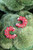 Twist And Turn Earrings - Red