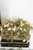 6" Julep Blooms Candle Ring - Cream