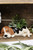 Ceramic Beagle Planter